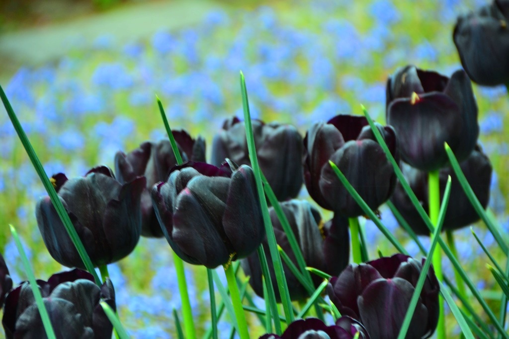 Проклятие черного тюльпана. Черный тюльпан Голландия. Черный тюльпан цветок. Дикие тюльпаны. Черные Дикие тюльпаны.