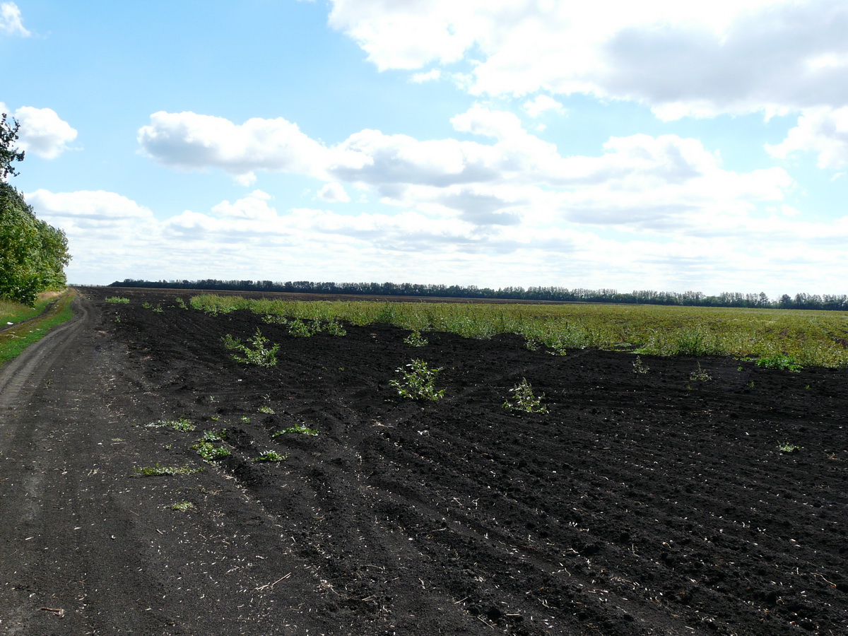 грунт плодородный валом. черноземные почвы. чернозем 2023. чернозем почва. земля грунт.